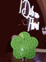 Verde.webp