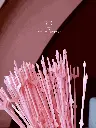Rosa (27).webp